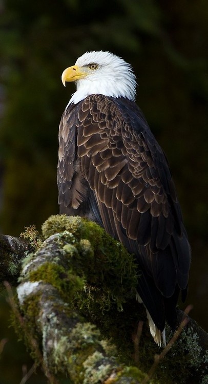 Photo:  Bald Eagle 3